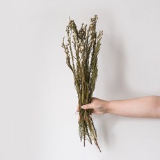 GAPANG 星辰花乾燥花 DRYB120, 04號 灰色