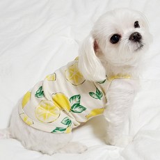 도기코디 반려동물 상큼과일 끈나시, 레몬, 1개