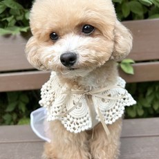 Grooming Dog 寵物網紗蕾絲主題披肩, 米色, 1個