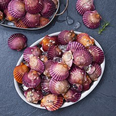 바다자리 생물 홍가리비 (냉장), 1.5kg, 1개