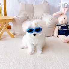 MAAH 강아지 자외선 UV차단 선글라스 PSG-02, 블루, 1개