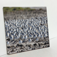 HTP 瓷磚 鴴鳥群 C813