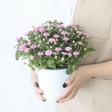 모리앤 소국 중품포트 공기정화식물, 라벤다, 1개