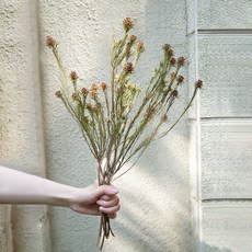 GAPANG 乾花千日紅2號 DRYB171, 綠色