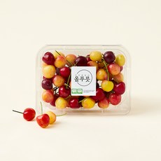 올푸릇 국내산 GAP 인증 저탄소 체리, 1개, 250g