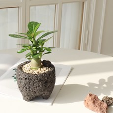 모리앤 화산석 화분에 심은 석화 미니바오밥나무, 그린, 1개