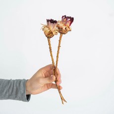 GAPANG 玫瑰乾花DRYB277, 10 號白色