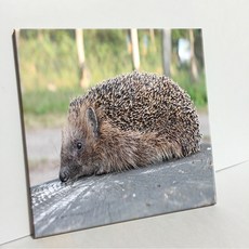 UDP 瓷磚相框 A型 3930814, 單一顏色