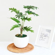 도시정원 셀렘 화분, 혼합색상, 1개