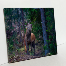 HTP 磁磚 挪威紅鹿 C2156