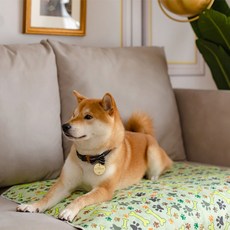 파스텔펫 반려동물 퍼피 엠보 방수매트, 그린, 1개