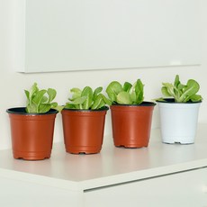 코코도르팜 채소 포트 소형 버터헤드레터스 4p 세트, 랜덤발송(화분 포트), 1세트