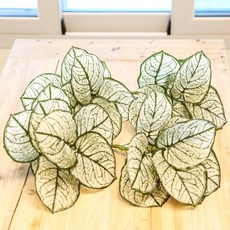 Joart室內人造花葉子人造植物裝飾彩葉芋30公分, 雪白色, 4個