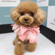 POP PUPPY Elia Lace Cape L, 粉色的, 1個