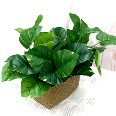 IBERIS Dau F&G 綠蘿葉叢 42cm, 綠色, 3個