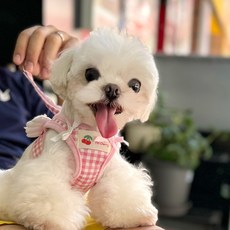 PASTEL PET 寵物蝴蝶結天使胸背帶牽繩, 粉紅色, 1個