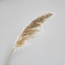 GAPANG 迷你潘帕斯干花 DRYB165, 02（象牙）