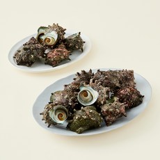 제주 산지직송 생물 뿔소라, 3kg(18~25마리), 1개