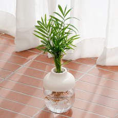 메이크정글 수경재배 식물 테이블야자 + 친환경소재 아쿠아캡슐 2호 화분 DIY 세트, 베이지, 1세트