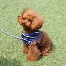 真正的寵物狗大丹加拉背帶, 海軍藍