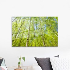裝飾壓克力畫框 風水白樺樹林