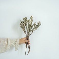 GAPANG 乾花DRYB120, 02（統計灰色）