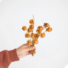 가팡 드라이플라워 DRYB240, 06번(옐로우)