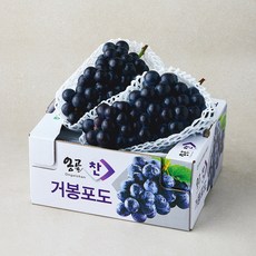 옹골찬 경산 GAP 인증 거봉, 1개, 1.5kg(2~3수)