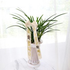 블뤼엔 생화 + 리본화환 + 동양 난 축하 화분 세트, 혼합색상, 1개