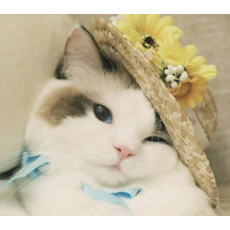 (Test Product) Choco Perfume V43, 100g, 1個