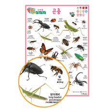 똑똑 스마트 브로마이드 곤충, 한국가우스