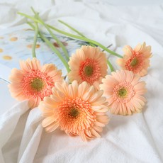 모리앤 생화 거베라 5대, 샤벳오렌지