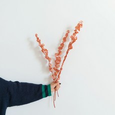 GAPANG 乾燥花 DRYB245, 12號(紅色), 1個