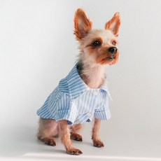 DING DONG PET 狗狗標準條紋襯衫, 藍色