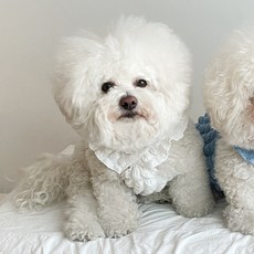 바이담수미 반려동물 뽀글이 크롭 나시, 화이트, 1개