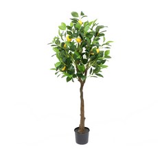 레몬나무 120cm, 혼합색상, 1개