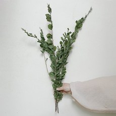 GAPANG 尤加利乾燥花 DRYB174, 01號(綠色)