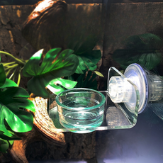 Lemongreef 爬蟲類 睫角守宮 吸盤式 附著式 飼料水碗 1孔 吸盤, 1個, 單一顏色