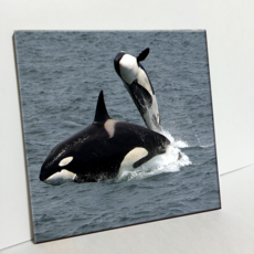 室內裝飾照片 C2754