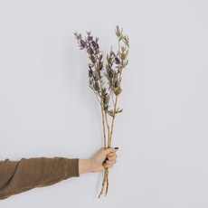 GAPANG 乾花桉03號 DRYB242, 紫色的