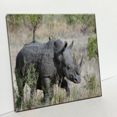 HTP 瓷磚 野生犀牛 C2933