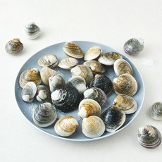 바다림 서해안 생물 모시조개 (냉장), 1개, 1kg