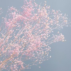 永生花迷你滿天星 2入, 粉紅色