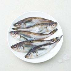 노량진 수산시장 중도매인 90번 도루묵 알배기 생물 5미 (냉장), 1개, 450g