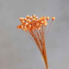 GAPANG 乾花Synensis No. 11 DRYB128, 橙色
