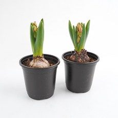 갑조네 히아신스, 랜덤발송, 2개