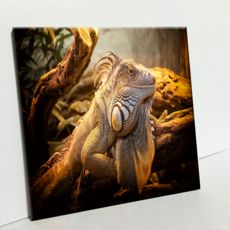 HTP 瓷磚 蜥蜴 C2867