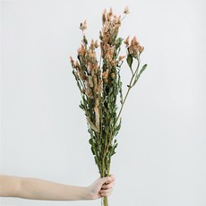 GAPANG 人造花乾花03, 粉色的