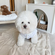 bydamsoomi 寵物毛背心生活韓服, 白色