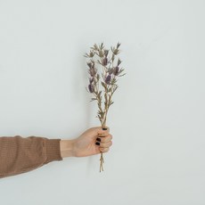 GAPANG 乾花桉01號 DRYB242, 紫色的